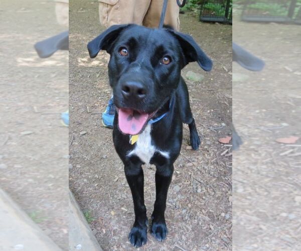 Medium Photo #16 Labrador Retriever-Unknown Mix Puppy For Sale in Rockaway, NJ, USA
