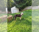 Small #5 Mutt