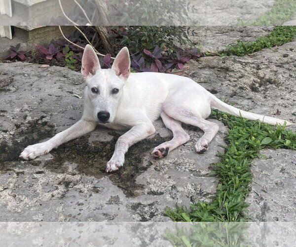 Medium Photo #1 - Mix Puppy For Sale in Hoffman Estates, IL, USA