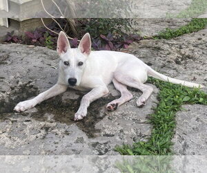 - Mix Dogs for adoption in Hoffman Estates, IL, USA