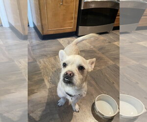 Cocoa Nut - Male Chiweenie Dog for Adoption - Photo #5