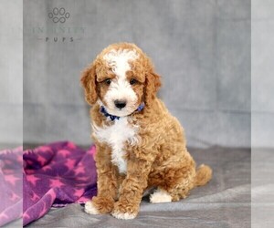 Goldendoodle (Miniature) Puppy for sale in BIRD IN HAND, PA, USA