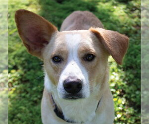 Mutt Dogs for adoption in Canton, CT, USA