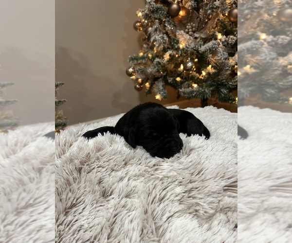 Medium Photo #1 Labrador Retriever Puppy For Sale in DAVEY, NE, USA