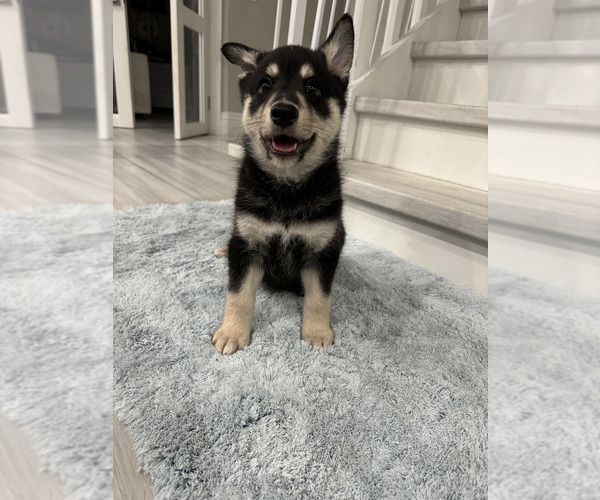 Medium Photo #5 Finnish Lapphund Puppy For Sale in BOCA RATON, FL, USA