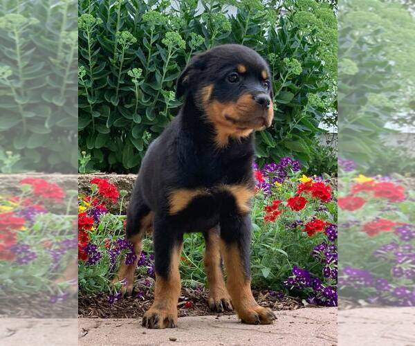 Medium Photo #6 Rottweiler Puppy For Sale in NAPPANEE, IN, USA