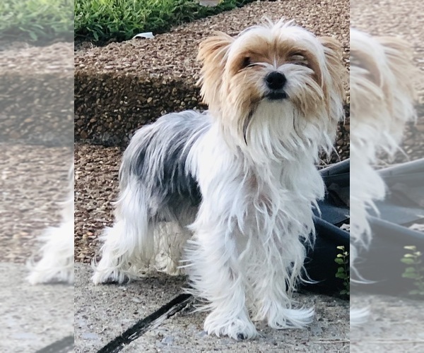 Medium Photo #1 Yorkshire Terrier Puppy For Sale in MILWAUKEE, WI, USA