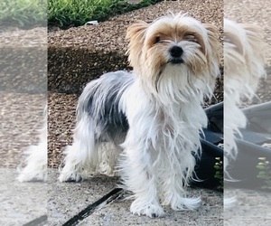 Father of the Yorkshire Terrier puppies born on 06/18/2026