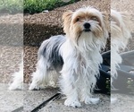 Small Photo #1 Yorkshire Terrier Puppy For Sale in MILWAUKEE, WI, USA