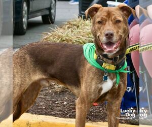 Raybans - Male Labrador Retriever-Unknown Mix Dog for Adoption - Photo #26