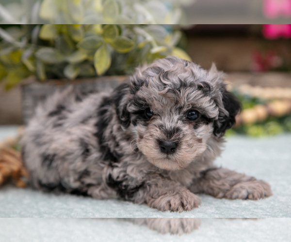 Medium Photo #2 Poodle (Toy) Puppy For Sale in CLARE, MI, USA