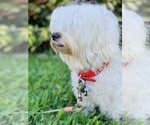 Small Photo #4 Maltese Puppy For Sale in ORLANDO, FL, USA
