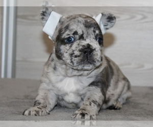 Zuchon Puppy for sale in CLINTON, NJ, USA
