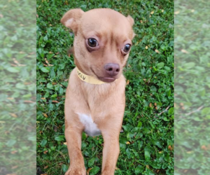 Chihuahua-Unknown Mix Dogs for adoption in Cranston, RI, USA