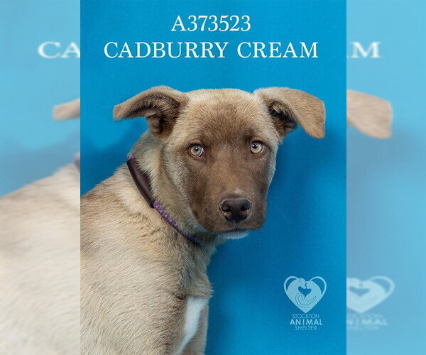 Medium Photo #2 Siberian Husky-Unknown Mix Puppy For Sale in Stockton, CA, USA