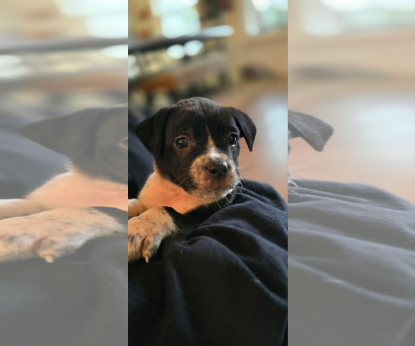 Medium Photo #2 Mutt Puppy For Sale in Holly Springs, NC, USA