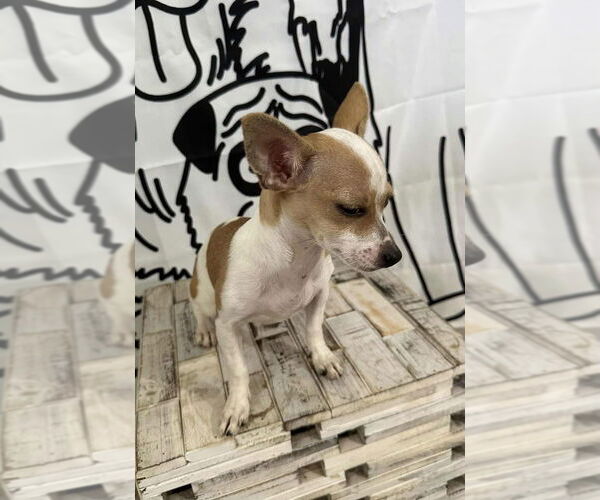 Medium Photo #4 Chihuahua Puppy For Sale in FRAMINGHAM, MA, USA