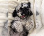 Small #23 Cavapoo (Miniature)