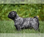 Small #2 Pug
