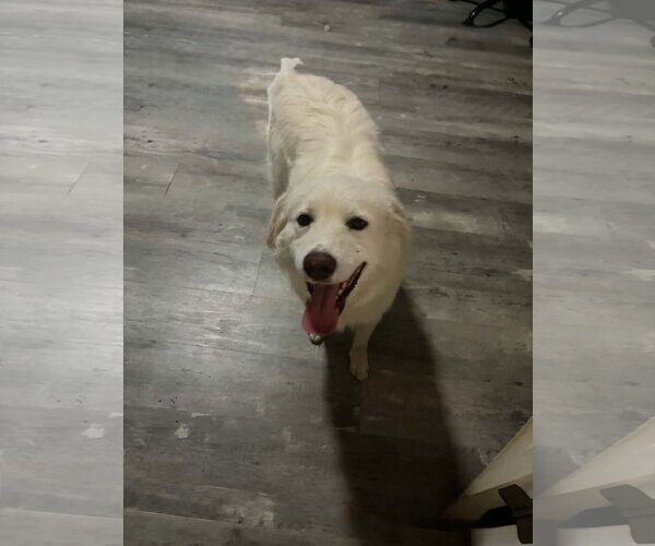 Medium Photo #1 Great Pyrenees-Unknown Mix Puppy For Sale in Croydon, NH, USA