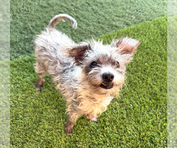 Medium Photo #3 Mutt Puppy For Sale in Phoenix, AZ, USA