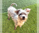 Small #2 Mutt