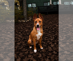 Small #1 Basenji