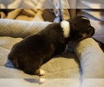 Small Photo #5 Welsh Cardigan Corgi Puppy For Sale in SUN PRAIRIE, WI, USA