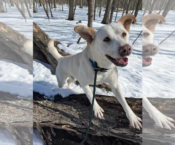 Medium Photo #5 Unknown-white german shepherd Mix Puppy For Sale in Rockaway, NJ, USA