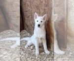 Puppy Daisy Siberian Husky