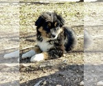 Puppy Kristoff Miniature Australian Shepherd