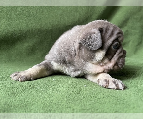 Medium Photo #5 French Bulldog Puppy For Sale in PALATINE, IL, USA