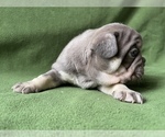 Small Photo #5 French Bulldog Puppy For Sale in PALATINE, IL, USA