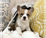 Small Photo #1 Pembroke Welsh Corgi Puppy For Sale in LOS ANGELES, CA, USA