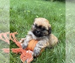 Small #2 Shih Tzu