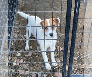 Father of the Jack Russell Terrier puppies born on 04/15/2022