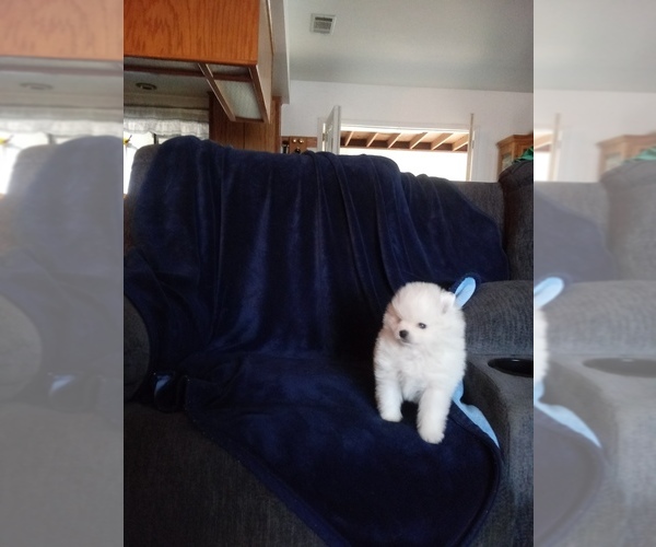 Medium Photo #8 Pomeranian Puppy For Sale in APPLE VALLEY, CA, USA