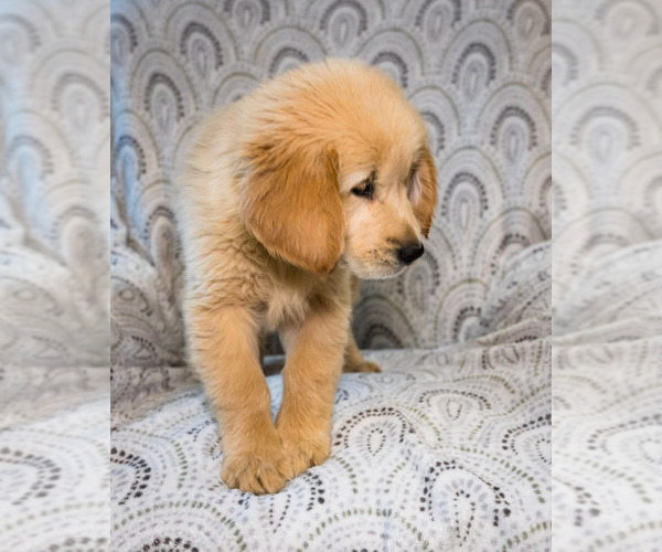 Medium Photo #2 Golden Retriever Puppy For Sale in WAKARUSA, IN, USA