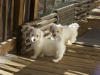 Small Photo #9 Coton de Tulear Puppy For Sale in HORSE BRANCH, KY, USA