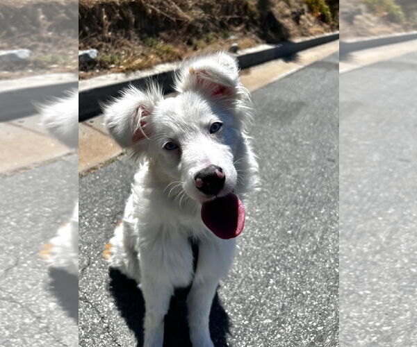 Medium Photo #3 Australian Shepherd Puppy For Sale in Salinas, CA, USA