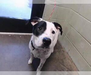 Parson Russell Terrier-Unknown Mix Dogs for adoption in Tulsa, OK, USA