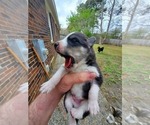 Small Photo #14 Border Collie-Siberian Husky Mix Puppy For Sale in GOOSE CREEK, SC, USA