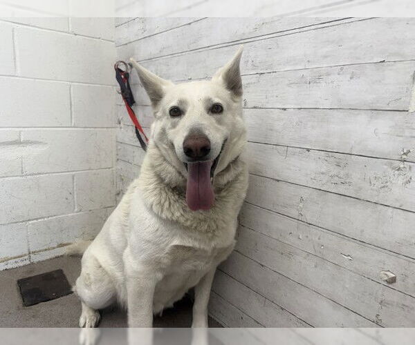 Medium Photo #1 German Shepherd Dog-Siberian Husky Mix Puppy For Sale in San Bernardino, CA, USA