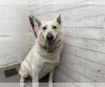 Small German Shepherd Dog-Siberian Husky Mix