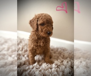 Goldendoodle (Miniature) Puppy for sale in CROSSVILLE, TN, USA