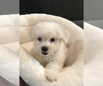 Small Photo #4 Bichon Frise Puppy For Sale in CLEAR LAKE CITY, TX, USA
