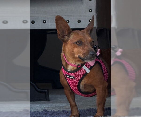 Medium Photo #3 Chiweenie Puppy For Sale in Mundelein, IL, USA