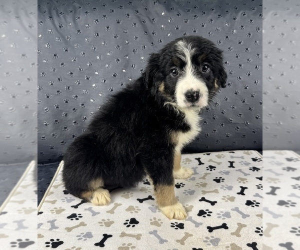 Medium Photo #70 Australian Shepherd Puppy For Sale in SALISBURY, NC, USA