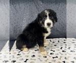 Small #5 Australian Shepherd