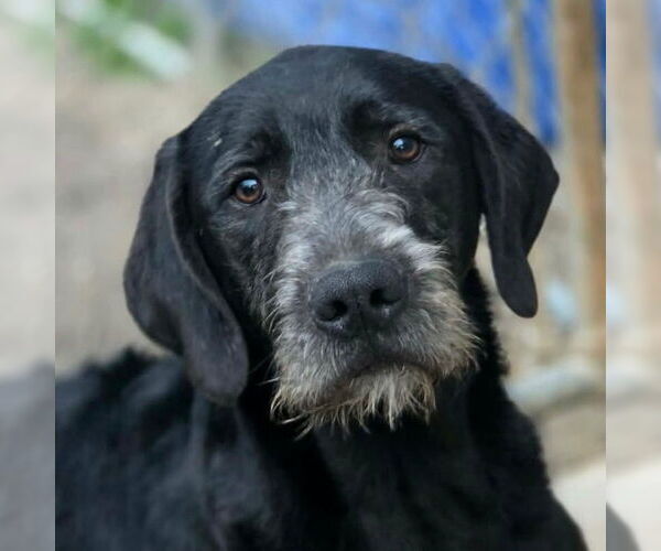 Medium Photo #1 Labrador Retriever-Unknown Mix Puppy For Sale in Canton, CT, USA